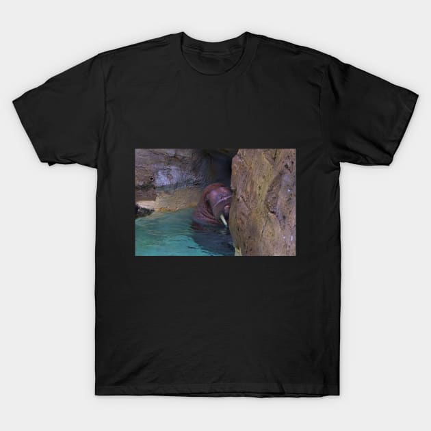 Sheepish Walrus T-Shirt by kcrystalfriend